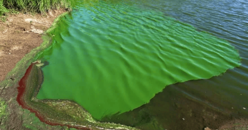 Alerta por cianobacterias en el Río de la Plata: Quilmes bajo advertencia