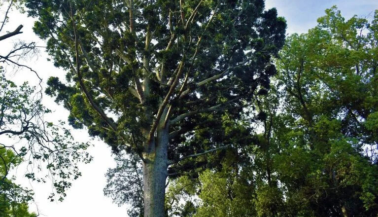 El tesoro natural único en Sudamérica a pocos minutos de Quilmes