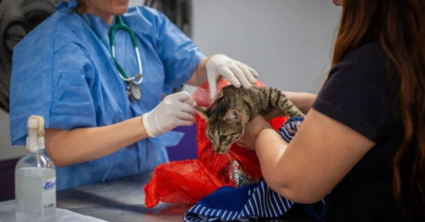 Fechas y lugares donde castrarán y vacunarán mascotas