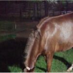 Robaron una yegua y ofrecen recompensa para recuperarla