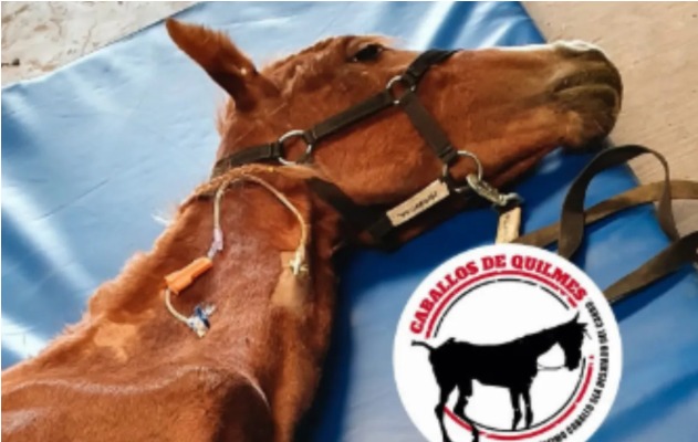 Caballos Quilmes lanza una campaña urgente para salvar su refugio y hospital veterinario