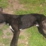 Vecino arrojó un perro muerto en la vía pública y fue denunciado por maltrato animal