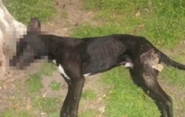 Vecino arrojó un perro muerto en la vía pública y fue denunciado por maltrato animal