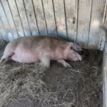 Disparó contra su vecino y lo dejó en grave estado tras culparlo de la muerte de sus chanchos