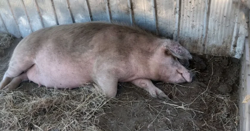 Disparó contra su vecino y lo dejó en grave estado tras culparlo de la muerte de sus chanchos