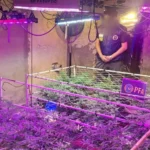 Desarticulan invernadero clandestino y secuestran gran cantidad de marihuana