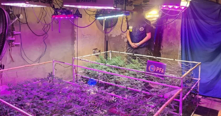 Desarticulan invernadero clandestino y secuestran gran cantidad de marihuana