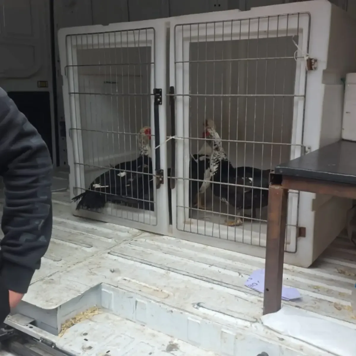 Zoonosis intervino por una denuncia y rescataron aves de un bazar en Bernal