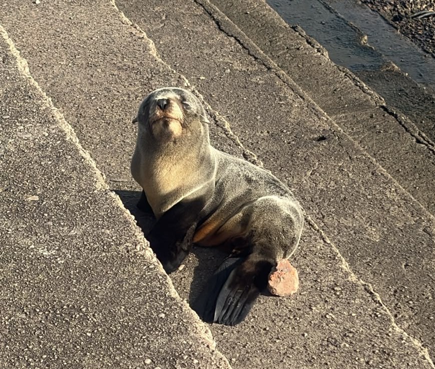 UN LOBO MARINO FUE RESCATADO POR PERSONAL DE LA SUBSECRETARÍA DE ZOONOSIS